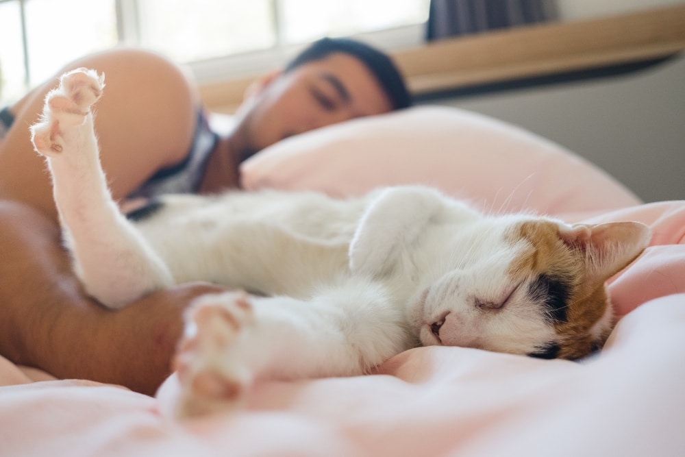 Sleeping with a Pet: Advantages, Risks, and Tips